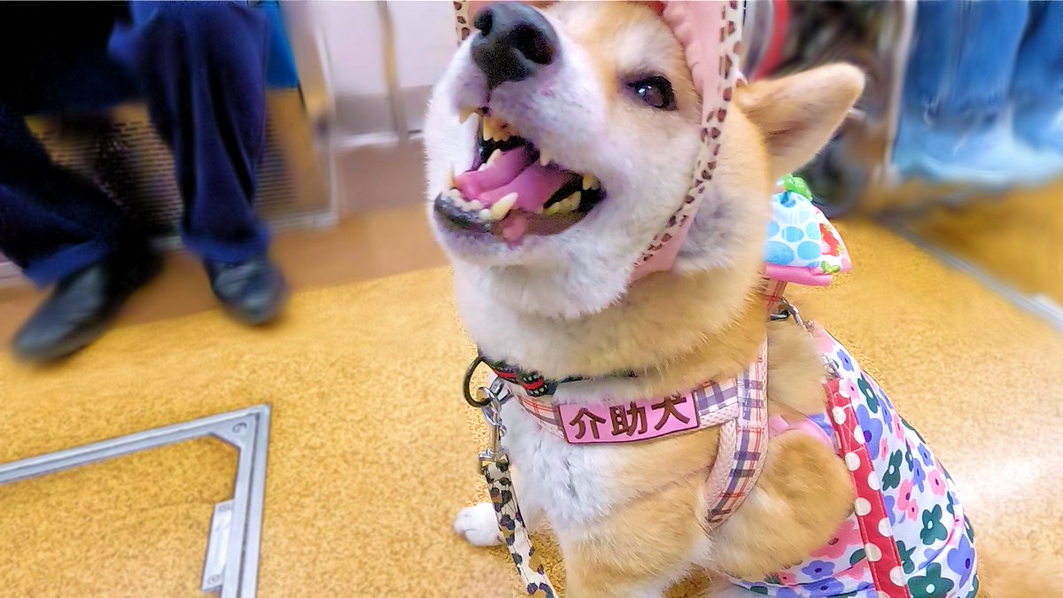 kaijokenruna's tweet photo. 柴犬介助犬るな🐶
電車に乗って移動する様子です

#介助犬 https://t.co/epcHYxtXbm