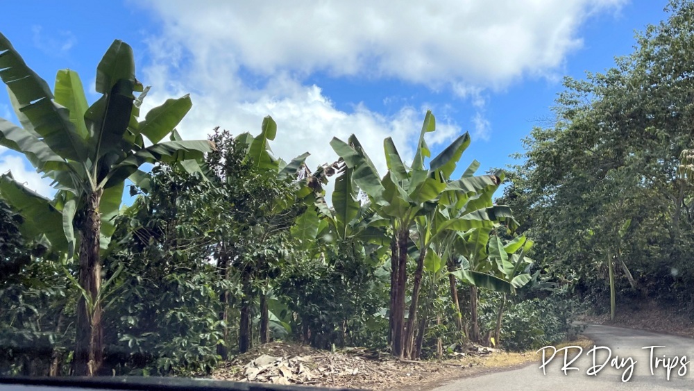 PRDayTrips's tweet photo. Have a Great Day #PuertoRico - Coffee And Banasas Interplanted #estaesmiisla https://t.co/rfhTwpNtf9