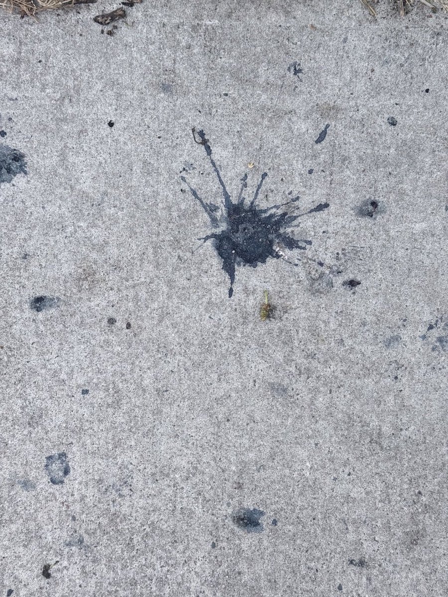 adamwanat's tweet photo. It took 2 years to get to a good level of graffiti using @OpenAI @ChatGPT I went from this photo of a blueberry splotch: https://t.co/bf7AWJj7wr