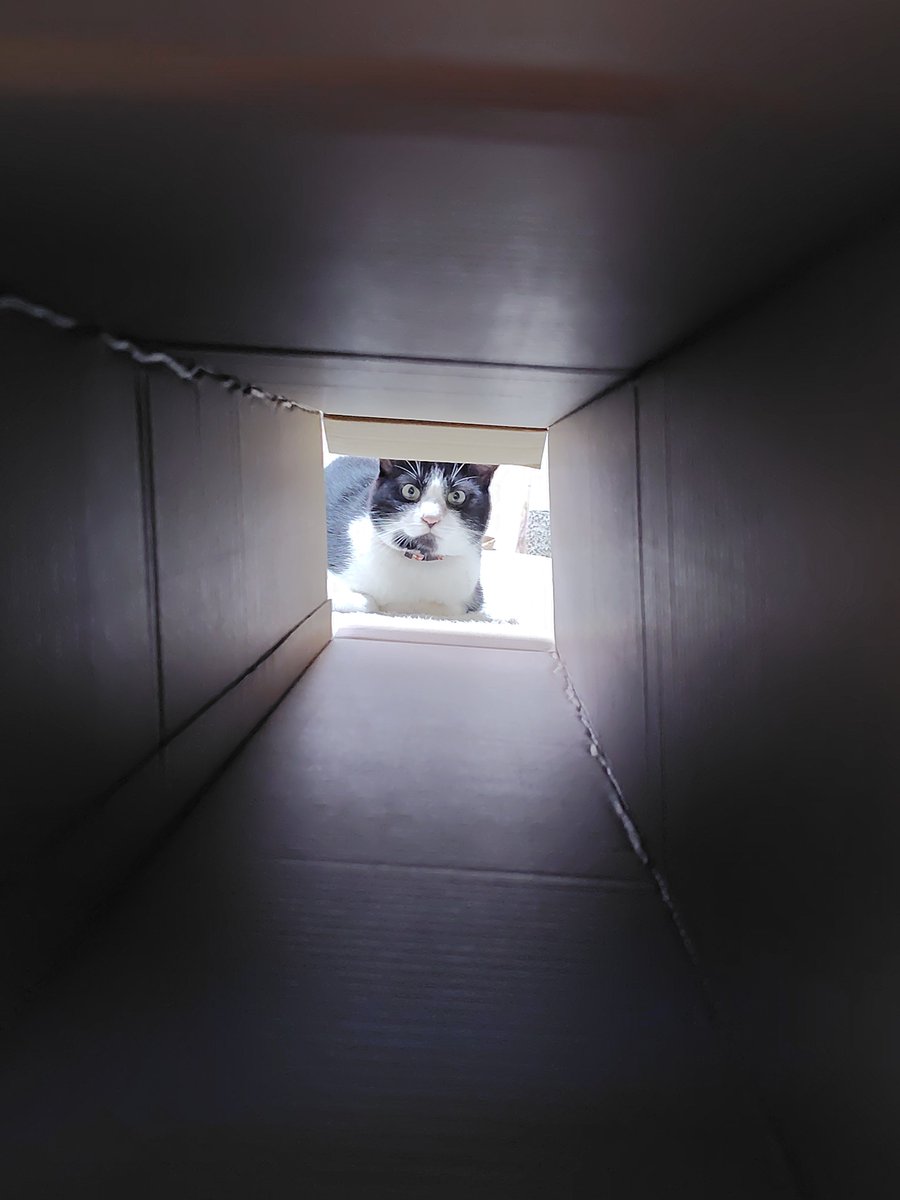 shimauma50's tweet photo. コレ、🐱喜ぶんじゃね？
トンネル通ってくれるかな〜と思ったんだけど、来てくれず。
しばらく置いて様子みよ。 https://t.co/G2aUXfbfFj