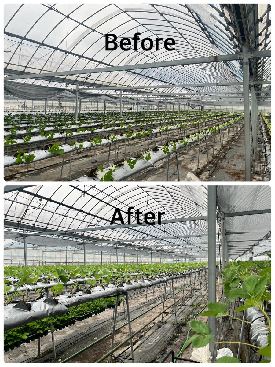 sooooornashi's tweet photo. 終わったぞー！
約13000株植えた🫠
右手腱鞘炎なる🫠🫠🫠 https://t.co/3B8D7pOZra
