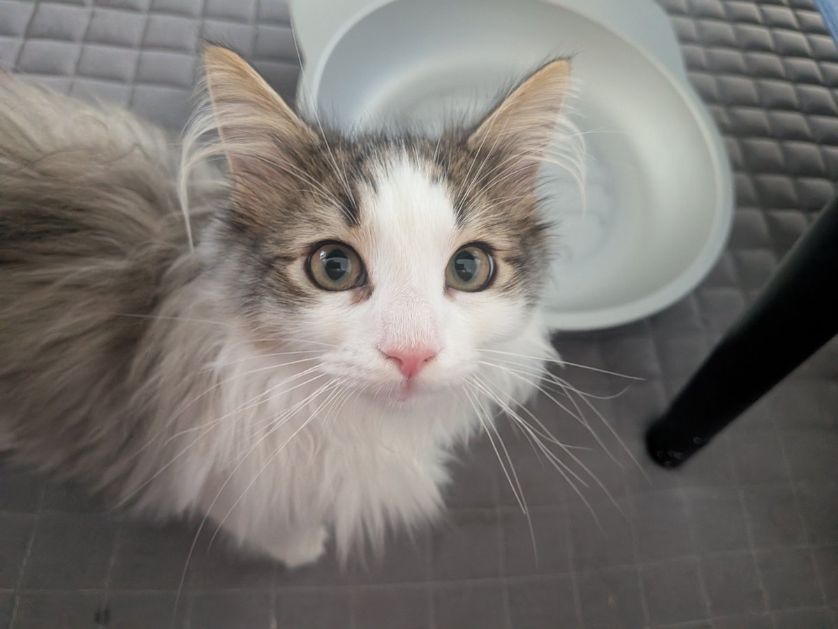 zk_tn's tweet photo. こねこって
ころころしてて
きらきらしてて
ぷにぷにである(謎
#ねこ
#ノルジャン https://t.co/B3ENoLquEH