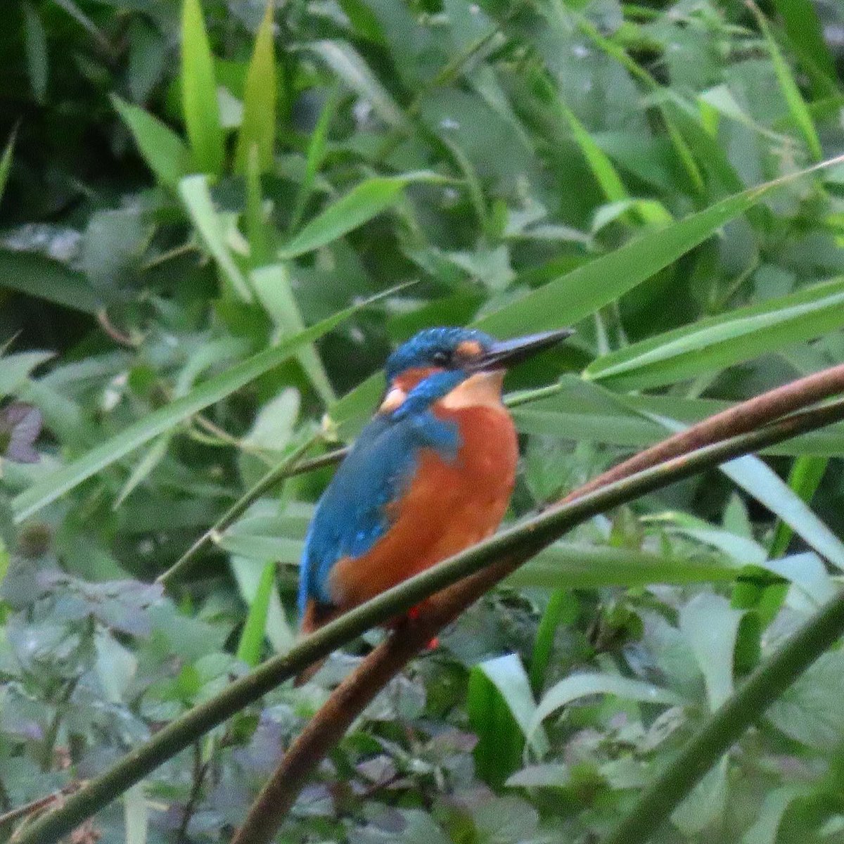 VernonMelier's tweet photo. Kingfisher along the Hunze River ♂ https://t.co/CENVGYAg0X