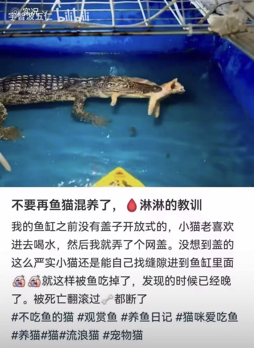 meiyujijie's tweet photo. 点开前：主人不负责，小鱼好可怜😠
点开后：根本没有这样的鱼😨
你只是饿了 https://t.co/RTIAvFQoiw