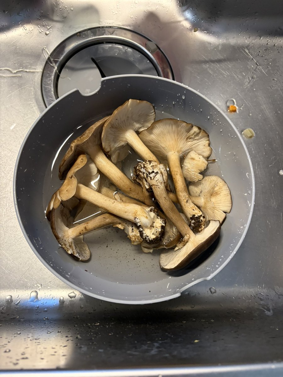 chemistyage's tweet photo. 今年もキノコの季節がやってきた https://t.co/eE1dH9Zhrt