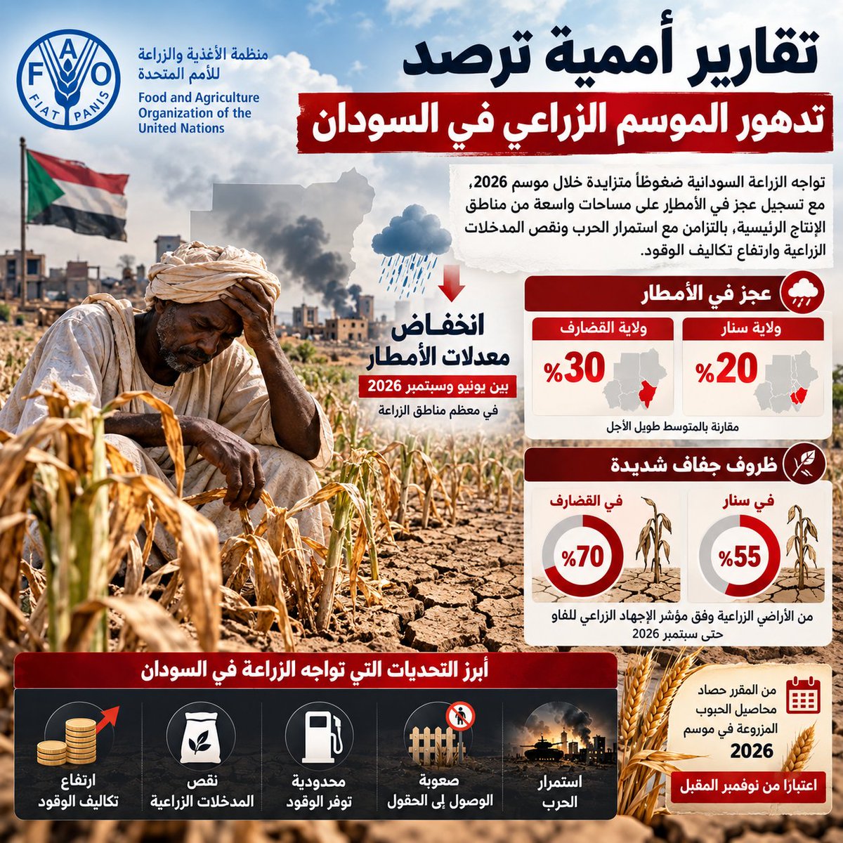 AL_3ATY888's tweet photo. تقارير أممية ترصد تدهور الموسم الزراعي في السودان ⚠️

تواجه الزراعة السودانية ضغوطاً متزايدة خلال موسم 2026، 
مع تسجيل عجز في الأمطار على مساحات واسعة من مناطق الإنتاج الرئيسية، بالتزامن مع استمرار الحرب ونقص المدخلات الزراعية وارتفاع تكاليف الوقود.  وقالت منظمة الأغذية والزراعة التابعة للأمم المتحدة (FAO)، في أحدث موجز لها عن السودان بتاريخ 24 سبتمبر، إن موسم الأمطار بين يونيو وسبتمبر اتسم بانخفاض معدلات الهطول في معظم مناطق الزراعة، وهو ما أثر على إنبات المحاصيل وتأسيسها. وربطت المنظمة هذا الوضع بتأثيرات ظاهرة "النينيو" الحالية.  وأشارت الفاو إلى أن ولايتي سنار والقضارف، اللتين تنتجان في المتوسط نحو ربع إنتاج السودان من الذرة الرفيعة، سجلتا عجزاً في الأمطار بنحو 20% و30% على التوالي مقارنة بالمتوسط طويل الأجل. وأظهر مؤشر الإجهاد الزراعي للمنظمة، حتى سبتمبر، ظروف جفاف شديدة في ما يصل إلى 55% من الأراضي الزراعية في سنار و70% في القضارف.  وتقول المنظمة إن الحرب تواصل التأثير بصورة مباشرة على النشاط الزراعي، خصوصاً في دارفور وكردفان والنيل الأزرق، نتيجة صعوبة الوصول إلى الحقول، إلى جانب محدودية توفر الوقود والمدخلات وارتفاع أسعارها وتراجع الوصول إلى التمويل الزراعي. ومن المقرر حصاد محاصيل الحبوب المزروعة في موسم 2026 اعتباراً من نوفمبر المقبل.  وفي تقييم مستقل متعدد الوكالات تقوده GEOGLAM، خُفّضت حالة المحاصيل في السودان إلى مستوى "ضعيف"، بسبب تأخر الأمطار وعدم كفايتها خلال موسم يونيو–سبتمبر، إلى جانب استمرار تأثير الحرب. وذكر تقرير Crop Monitor for Early Warning الصادر في 3 سبتمبر أن زراعة الدخن والذرة الرفيعة تأخرت في مناطق واسعة من شرق السودان، بينها الجزيرة وسنار والنيل الأزرق، بسبب محدودية الأمطار ونقص الرطوبة، ما أدى إلى انخفاض المساحات المزروعة.  كما أشار التقرير إلى أن أجزاء من السودان شهدت بداية ضعيفة لموسم الأمطار، وأن توقعات الفترة من يونيو إلى سبتمبر كانت تشير إلى هطول أقل من المعدلات المعتادة في مناطق واسعة من مناطق الزراعة والرعي.  وتدعم بيانات المركز الإقليمي للتنبؤ بالمناخ التابع للهيئة الحكومية للتنمية "إيغاد" (ICPAC) هذه الصورة. فقد أظهر رصد أغسطس أن الأمطار الغزيرة، التي تجاوزت 200 ملم، تركزت في غرب إثيوبيا والمناطق الحدودية مع السودان، بينما تلقت أجزاء من شمال السودان أمطاراً خفيفة تراوحت بين 11 و100 ملم، وسجلت مناطق أخرى معدلات لا تتجاوز 10 ملم. كما صنف المركز أجزاء من السودان ضمن المناطق التي شهدت ظروفاً جافة إلى جافة بشدة.  وتأتي هذه الظروف بعد موسم زراعي ضعيف في 2025. ووفق الفاو، بلغ إنتاج الحبوب السوداني في ذلك العام نحو 5.2 مليون طن من الذرة الرفيعة والدخن والقمح، بانخفاض 22% عن 2024 و19% عن متوسط السنوات الخمس السابقة. وتوضح المنظمة أن هذا الرقم يخص إنتاج 2025 وليس توقعاً لإنتاج موسم 2026.  وتتزامن الضغوط الزراعية مع أزمة غذائية واسعة. وتقدر الفاو، استناداً إلى تحليل التصنيف المرحلي المتكامل للأمن الغذائي (IPC)، أن نحو 19.5 مليون شخص واجهوا مستويات من انعدام الأمن الغذائي عند مرحلة الأزمة أو أسوأ منها بين فبراير ومايو 2026، فيما حُددت 14 منطقة في دارفور وجنوب كردفان باعتبارها معرضة لخطر المجاعة في سيناريو يتضمن تصاعد العنف والنزوح.  وتشير المعطيات مجتمعة إلى أن موسم 2026 يدخل مرحلة حساسة، إذ يتداخل نقص الأمطار مع آثار الحرب ونقص المدخلات والوقود والتمويل، بما يزيد الضغوط على إنتاج الحبوب وعلى قدرة الأسر السودانية على الوصول إلى الغذاء.