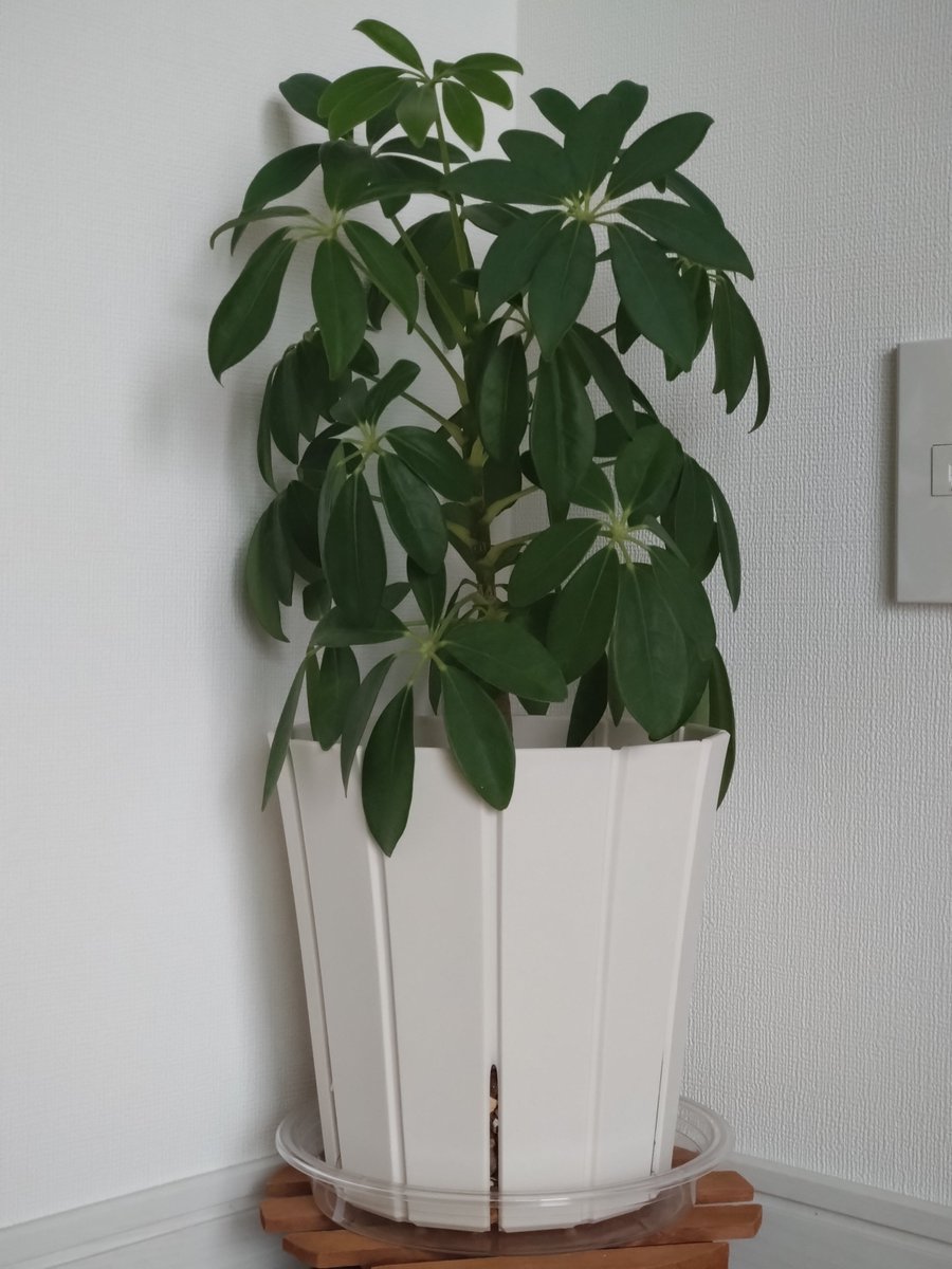 Raimo_X's tweet photo. Schefflera を 7.0 に上げました！
…シェフレラの鉢を７号にかえました！
根が上も下も溢れていたのでお引越し。 https://t.co/bCGHvoHlVa