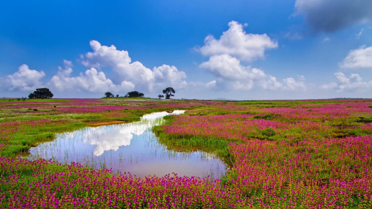 IndiaAesthetica's tweet photo. Carpets of flowers at the Kaas Plateau in Satara, Maharashtra   🪷🌸🌊🇮🇳 https://t.co/uhs3GiXrbq