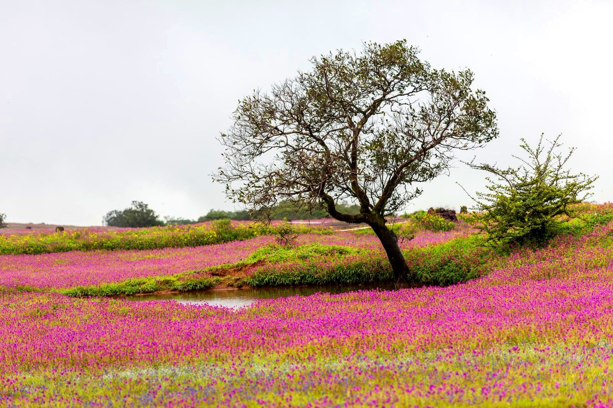 IndiaAesthetica's tweet photo. Carpets of flowers at the Kaas Plateau in Satara, Maharashtra   🪷🌸🌊🇮🇳 https://t.co/uhs3GiXrbq