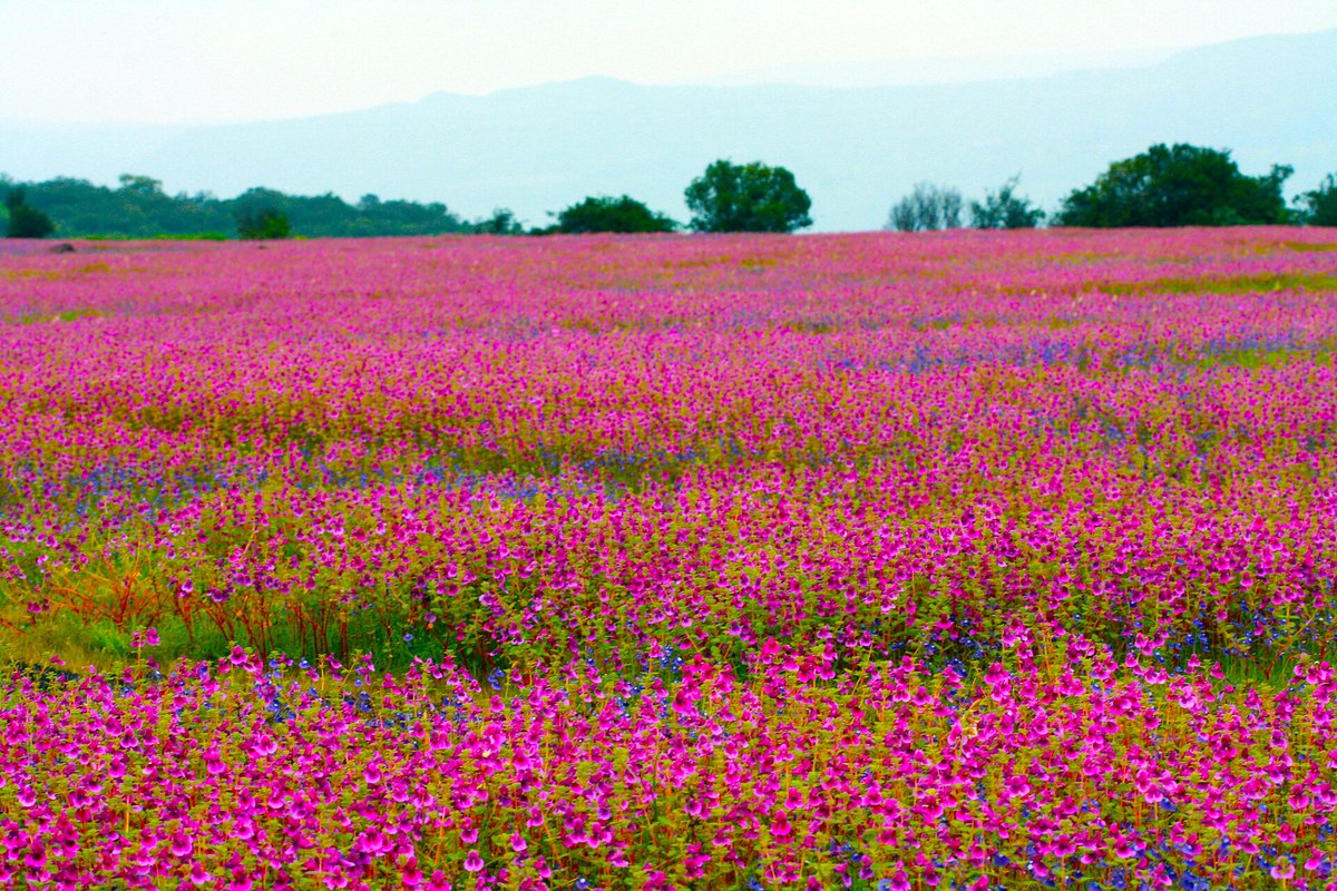 IndiaAesthetica's tweet photo. Carpets of flowers at the Kaas Plateau in Satara, Maharashtra   🪷🌸🌊🇮🇳 https://t.co/uhs3GiXrbq