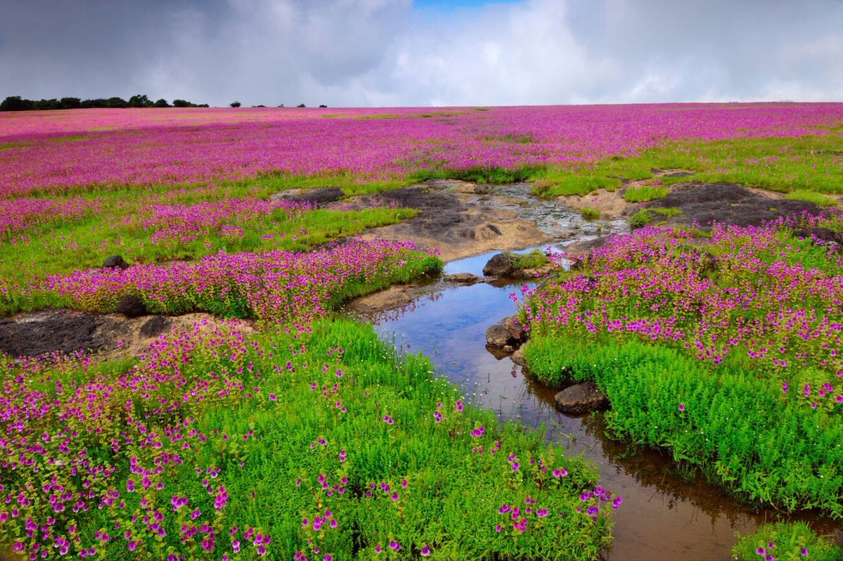 IndiaAesthetica's tweet photo. Carpets of flowers at the Kaas Plateau in Satara, Maharashtra   🪷🌸🌊🇮🇳 https://t.co/uhs3GiXrbq