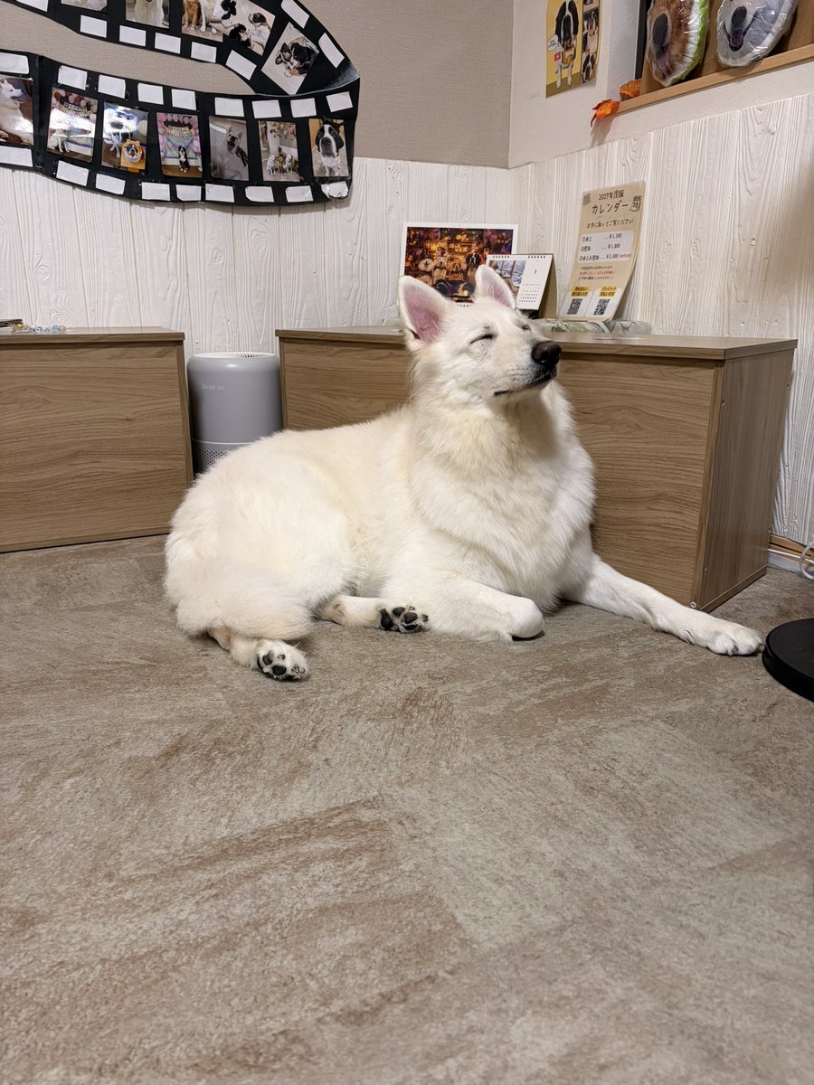 ichikiro_trpg's tweet photo. 大型犬カフェ行ってきた
めんこい https://t.co/ci2YJtaJDp
