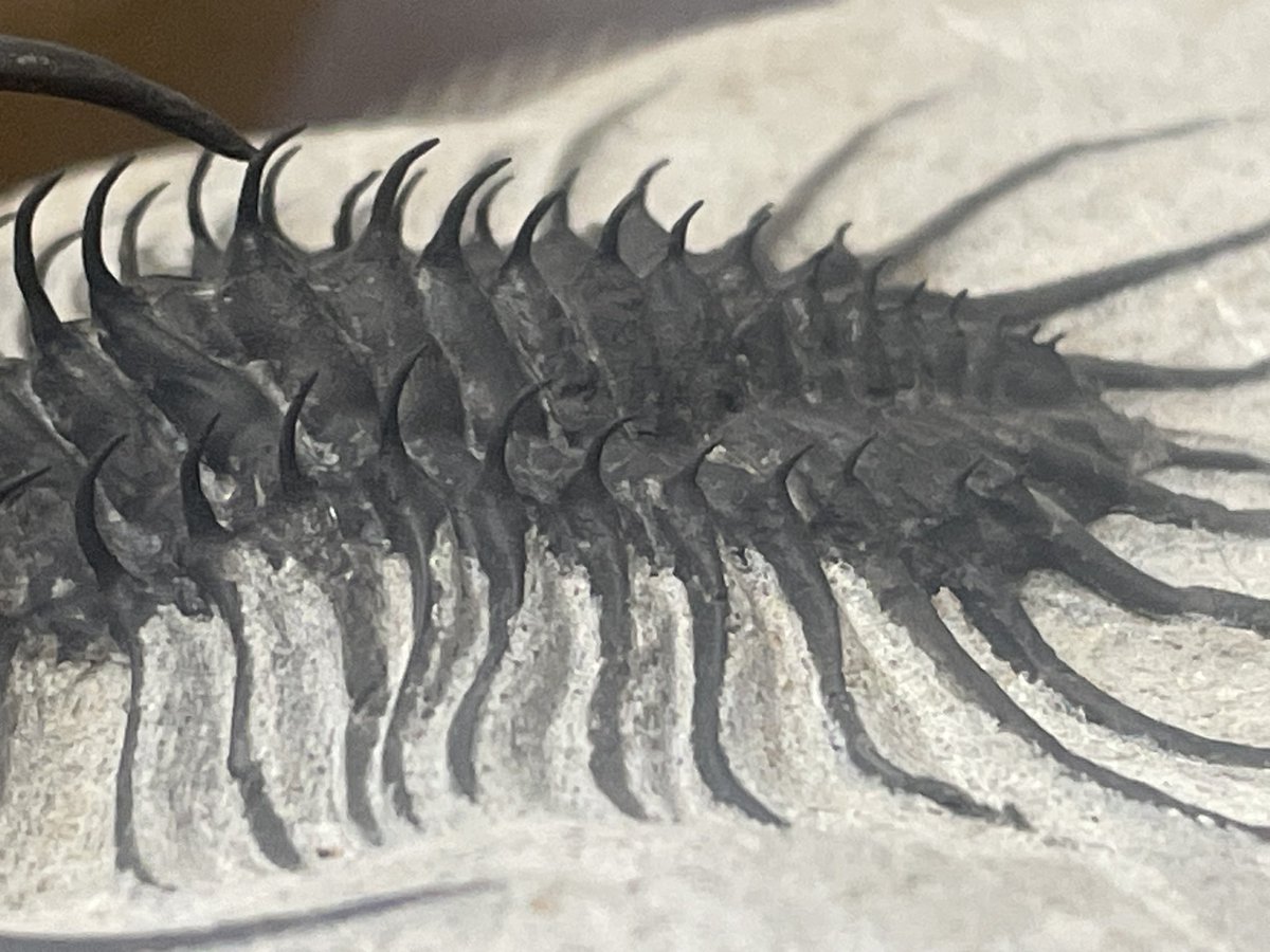 guhehehompodasu's tweet photo. This Quadrops looks clearly different from the ordinary ones. Could it be a new species of trilobite?🤔👀

#化石
#Trilobites
#Fossils
#Paleontology
#Geology https://t.co/F8lvVU9rkY