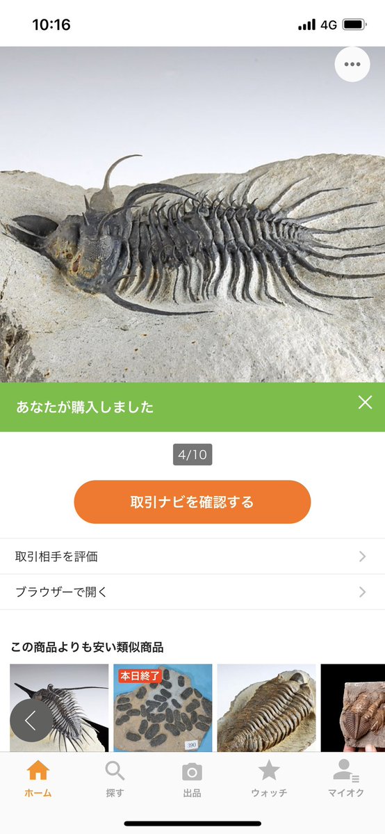 guhehehompodasu's tweet photo. This Quadrops looks clearly different from the ordinary ones. Could it be a new species of trilobite?🤔👀

#化石
#Trilobites
#Fossils
#Paleontology
#Geology https://t.co/F8lvVU9rkY