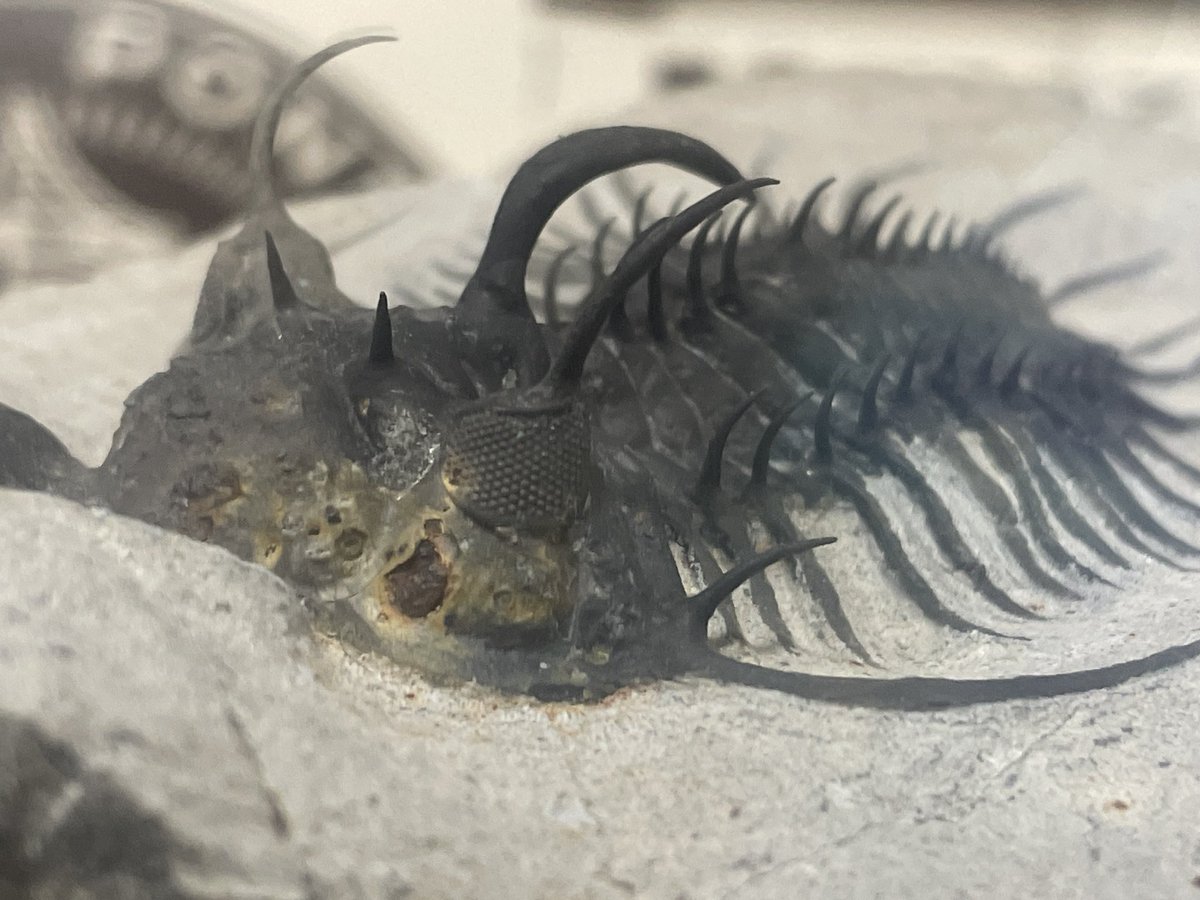 guhehehompodasu's tweet photo. This Quadrops looks clearly different from the ordinary ones. Could it be a new species of trilobite?🤔👀

#化石
#Trilobites
#Fossils
#Paleontology
#Geology https://t.co/F8lvVU9rkY