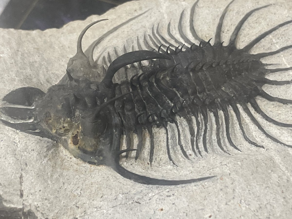 guhehehompodasu's tweet photo. This Quadrops looks clearly different from the ordinary ones. Could it be a new species of trilobite?🤔👀

#化石
#Trilobites
#Fossils
#Paleontology
#Geology https://t.co/F8lvVU9rkY