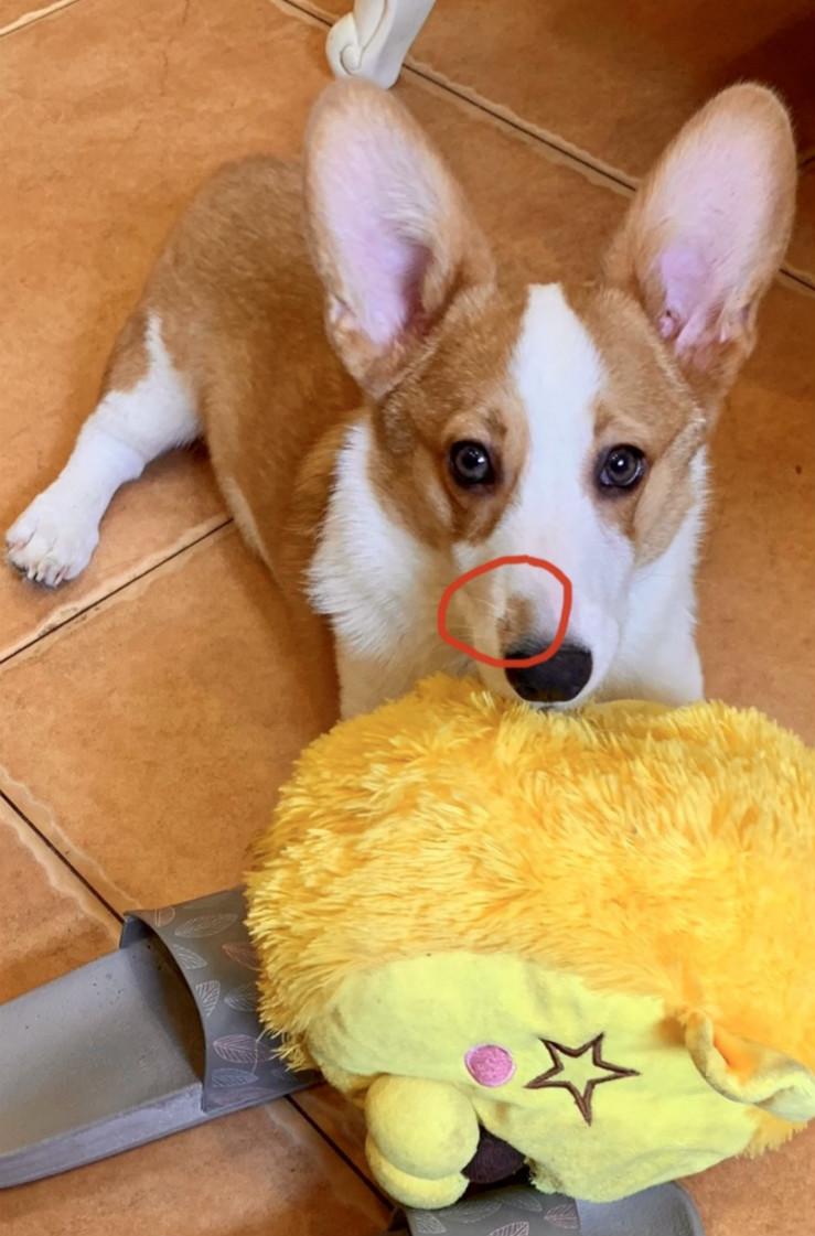 EllamaeDec0gp's tweet photo. Los fines de semana con mi perro son siempre la mejor medicina para el estrés https://t.co/DvQNi0r3Sr
