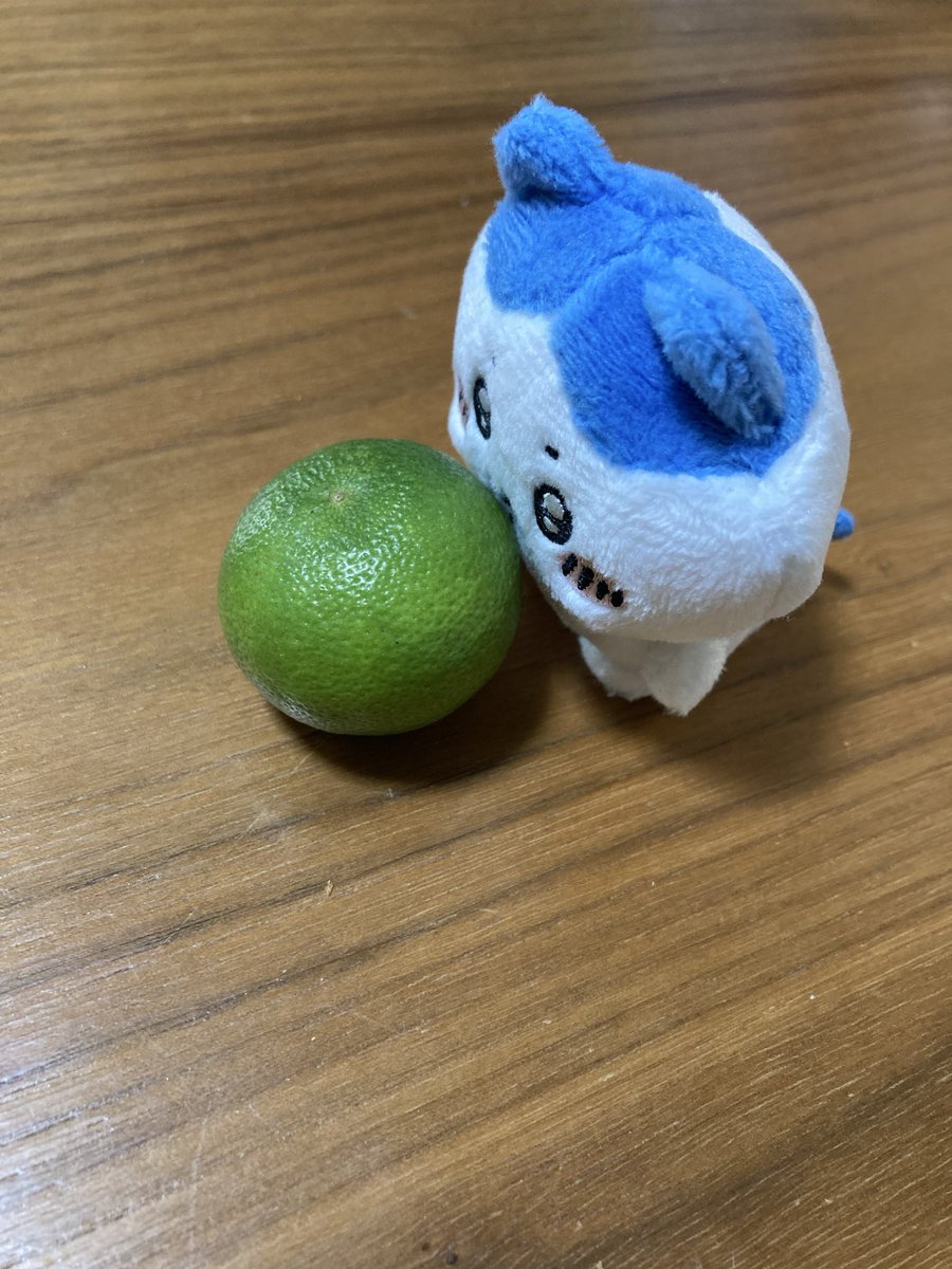 bitter_spread's tweet photo. かぼすとハチワレ https://t.co/D1Ykqh3ovR