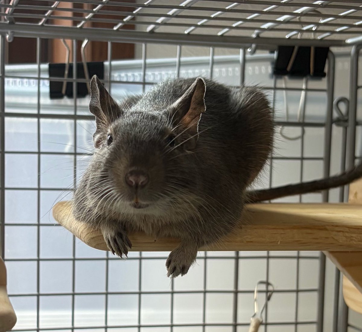 tsumusui_degu's tweet photo. 最近名前覚えてきたのか呼んだら見てくる🥺 https://t.co/cZu4SWtKVq
