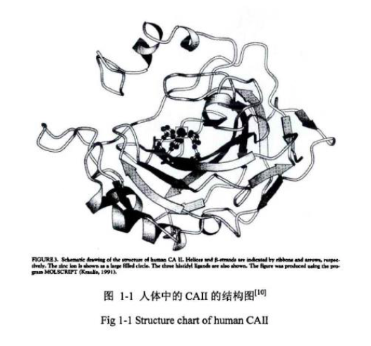 sweet993146v1's tweet photo. [This enzyme’s structural demo seems to match the unique morphology, wow!]， https://t.co/GpF3ildObi