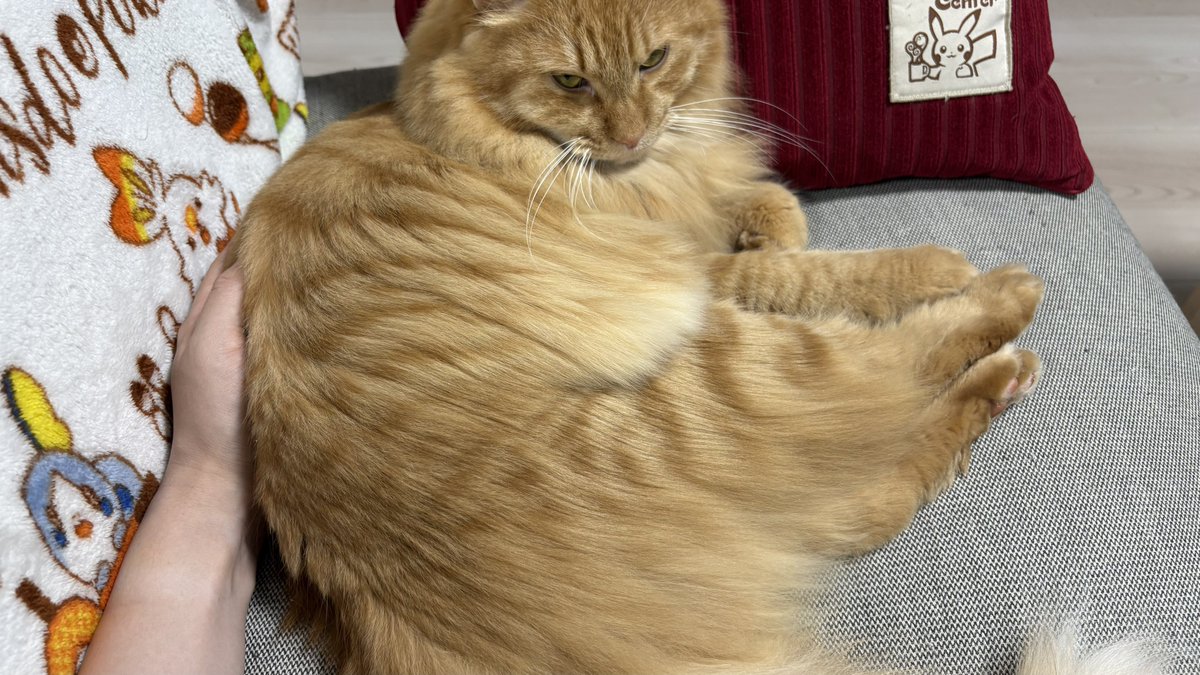 chaipekoe's tweet photo. 今日なんかすごいしっとりしてる https://t.co/r8KqAPPwd2