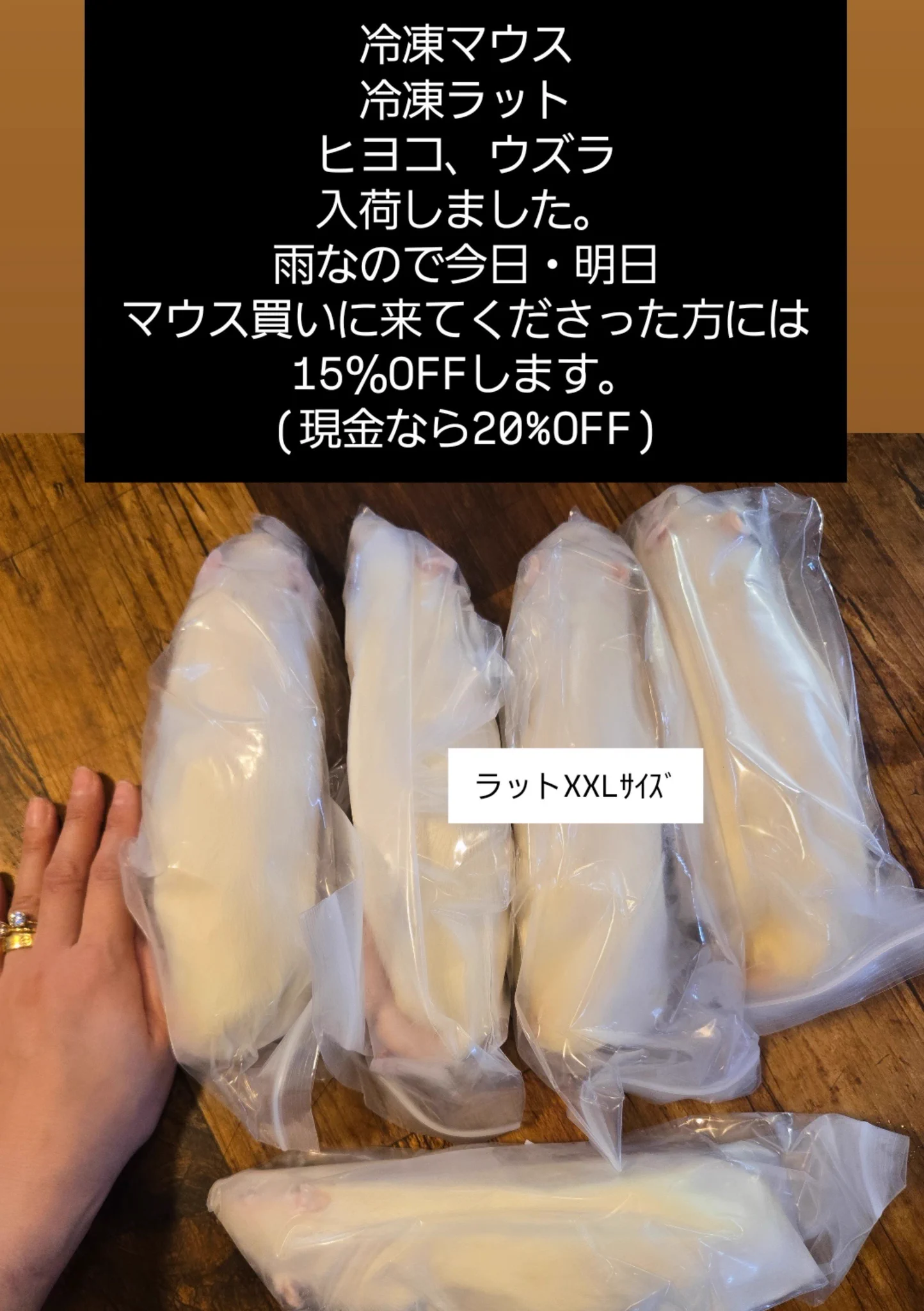 爬虫類専門店【𝙳𝙸𝚉𝚉𝚈 𝙿𝙾𝙸𝙽𝚃】東京第002225 on X: 