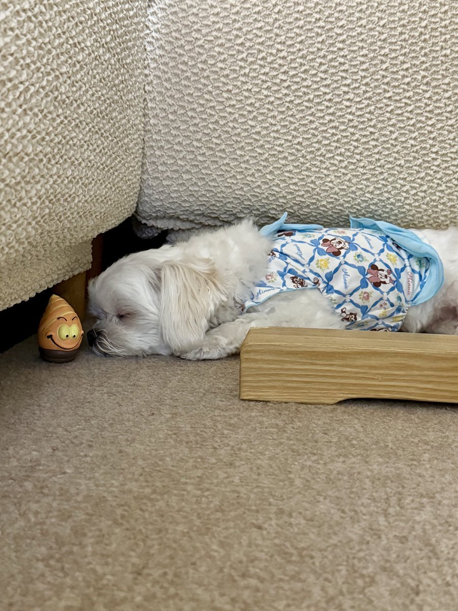 Checo56426648's tweet photo. おもちゃ取ってと催促→ 寝た https://t.co/i0O7sCr3Ey