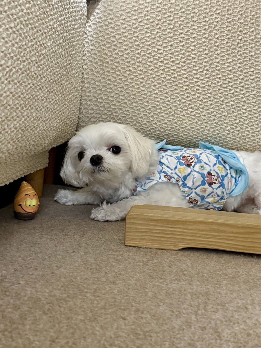 Checo56426648's tweet photo. おもちゃ取ってと催促→ 寝た https://t.co/i0O7sCr3Ey