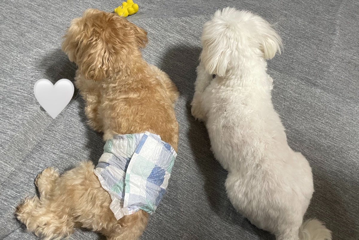 _santa1224_'s tweet photo. 常に1枚目の距離感、無理やり2枚目の距離感に😂 https://t.co/O53Rrpsp5l