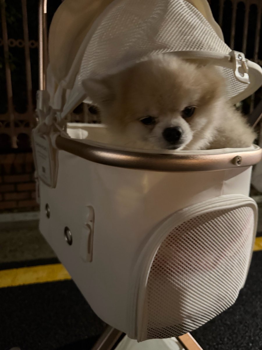 greendoggo29's tweet photo. 260925 🐰📸 (1) https://t.co/1jL8DbCq9I