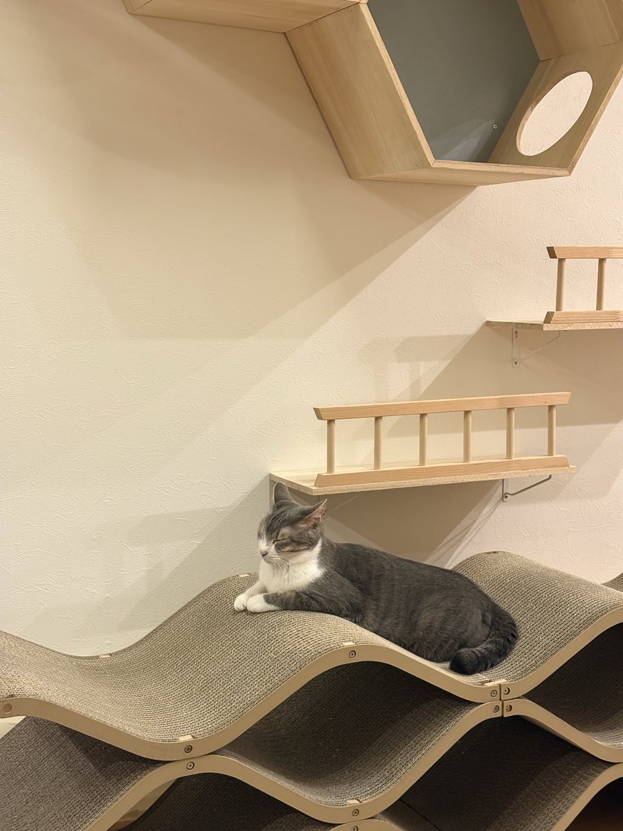 Saku9Merablog's tweet photo. キャットセラーの使い方を熟知したメラちゃん💕
#猫 #猫好きさんと繋がりたい #猫のいるくらし #癒し #cat #animal #funny
#キャットセラー https://t.co/Vm7m6iybG2