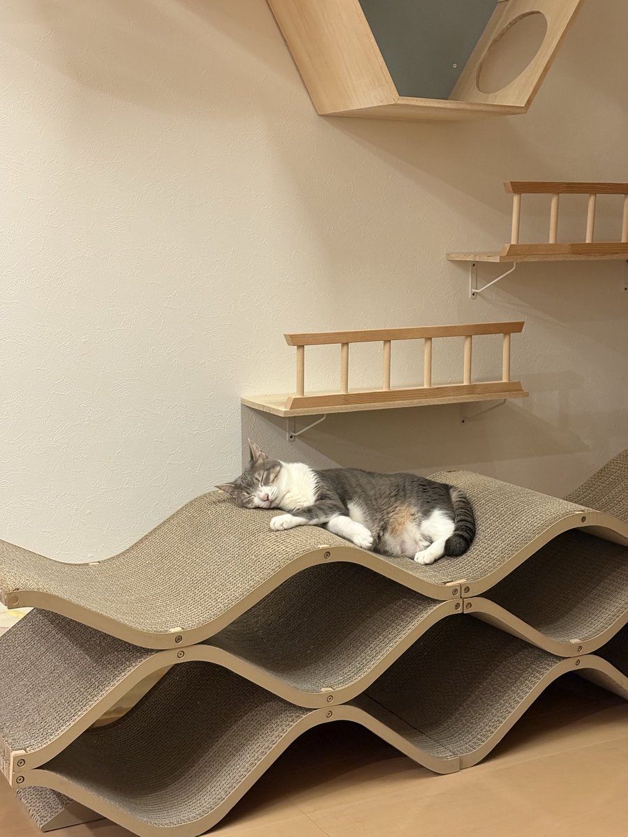 Saku9Merablog's tweet photo. キャットセラーの使い方を熟知したメラちゃん💕
#猫 #猫好きさんと繋がりたい #猫のいるくらし #癒し #cat #animal #funny
#キャットセラー https://t.co/Vm7m6iybG2