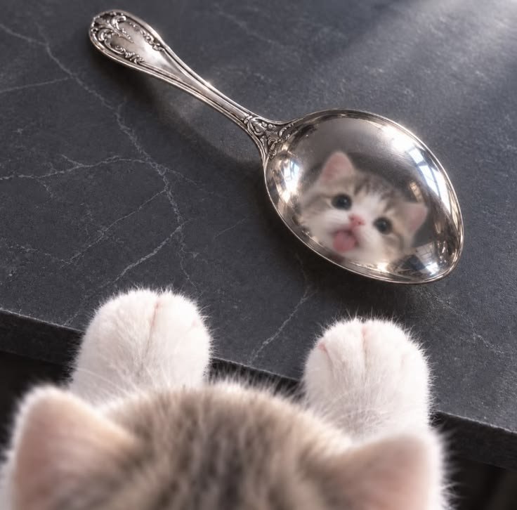 OnlyCatswyuh's tweet photo. It's me? https://t.co/7R2sjQ81ao