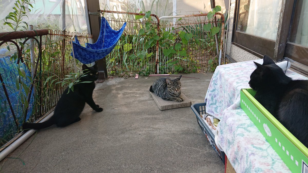 sayusa0410's tweet photo. 子にゃんず🐱
ひめ犬と相性合わず、窓越しでガウガウ😭😭その為ひめの顔にキズついたー😱 https://t.co/BU6eCk4blH