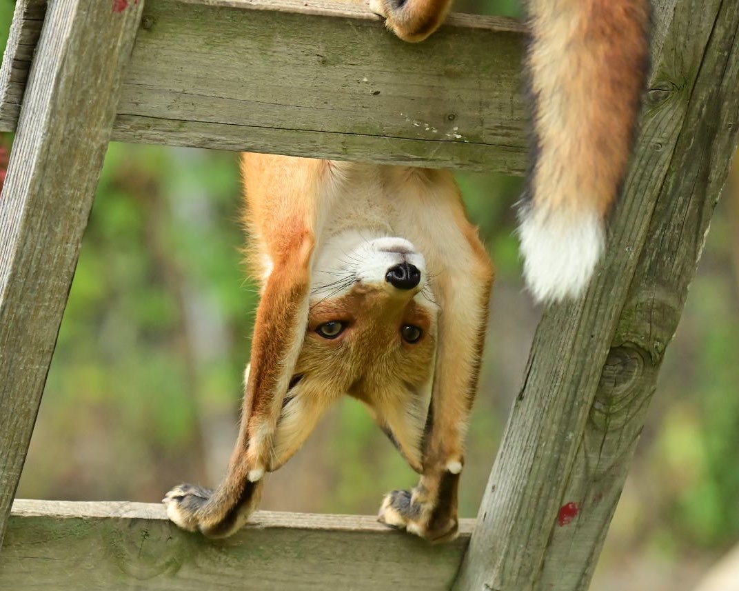 Foxssil_1005's tweet photo. 【A：殿堂入りおきつね】
    「おりるのはにがて〜🦊💦」
 
    #北きつね牧場 https://t.co/yVChf2SS9y