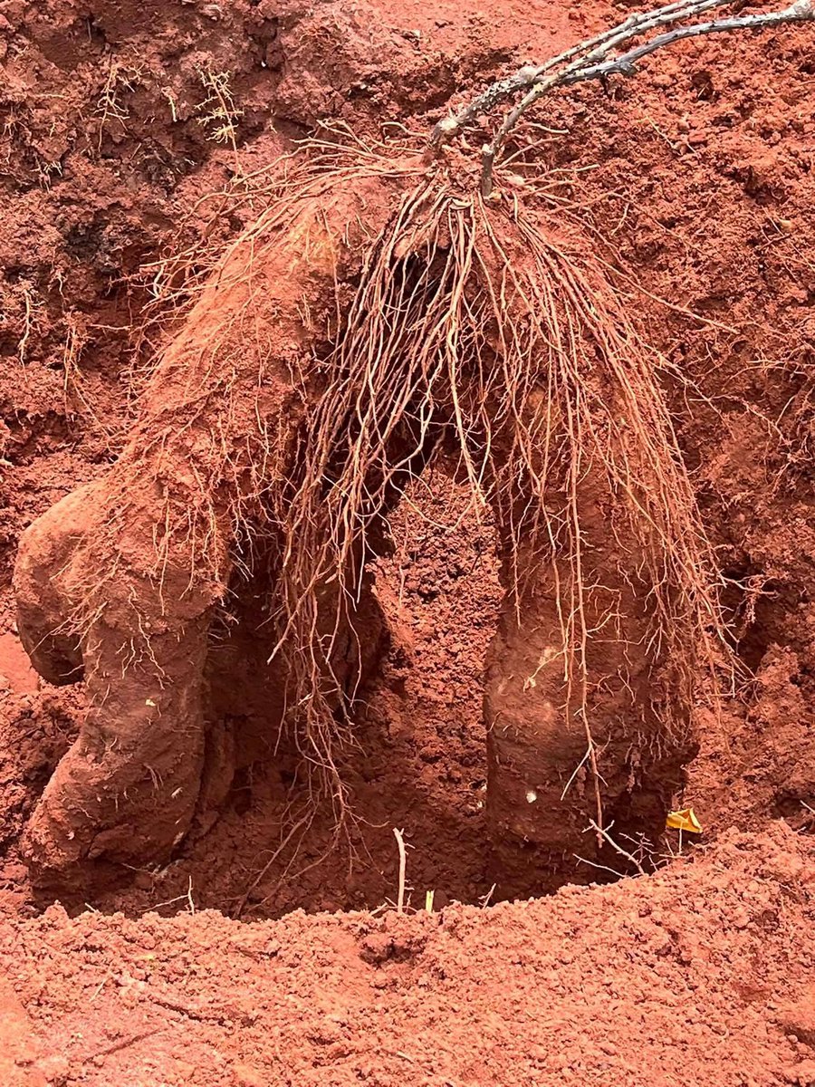 Kene_Nnewi's tweet photo. The Agbiligba Nanka community is ready for today's New Yam Festival.

Organizers have begun weighing and registering massive yam tubers for the upcoming exhibition and competition, which carries the theme "Harvest of Prosperity." 

This is what we IGBO are known for....
Imagine if Anambra state government give these farmers soft loan with small interest rate...fix all the roads that leads to their farm land... Honestly speaking we will be having sufficient food at our disposal.