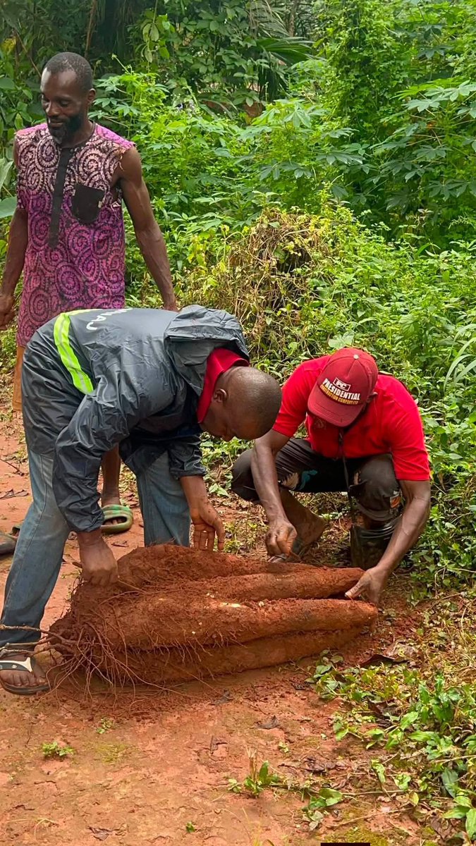 Kene_Nnewi's tweet photo. The Agbiligba Nanka community is ready for today's New Yam Festival.

Organizers have begun weighing and registering massive yam tubers for the upcoming exhibition and competition, which carries the theme "Harvest of Prosperity." 

This is what we IGBO are known for....
Imagine if Anambra state government give these farmers soft loan with small interest rate...fix all the roads that leads to their farm land... Honestly speaking we will be having sufficient food at our disposal.