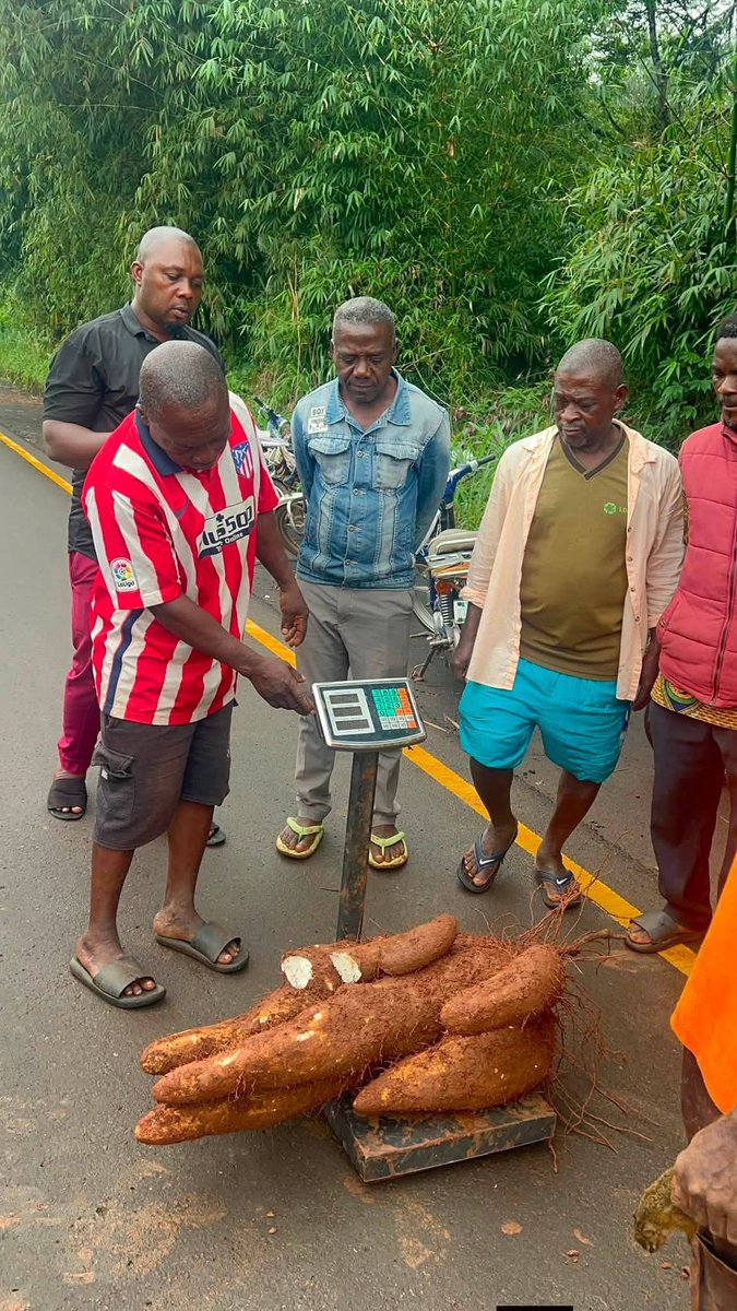 Kene_Nnewi's tweet photo. The Agbiligba Nanka community is ready for today's New Yam Festival.

Organizers have begun weighing and registering massive yam tubers for the upcoming exhibition and competition, which carries the theme "Harvest of Prosperity." 

This is what we IGBO are known for....
Imagine if Anambra state government give these farmers soft loan with small interest rate...fix all the roads that leads to their farm land... Honestly speaking we will be having sufficient food at our disposal.