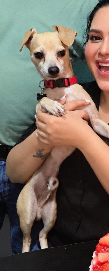 ValeriaCBustos's tweet photo. @DiloConPerritos Nombre: Cacahuate 
Apodos; Cacas, Caquitas, orejón, oreja mocha, (antes de adoptarlo le cortaron la oreja) güero, narizón, mi corazón, mi rey, mi vida y los que se vayan sumando https://t.co/OXBjI4aBZu