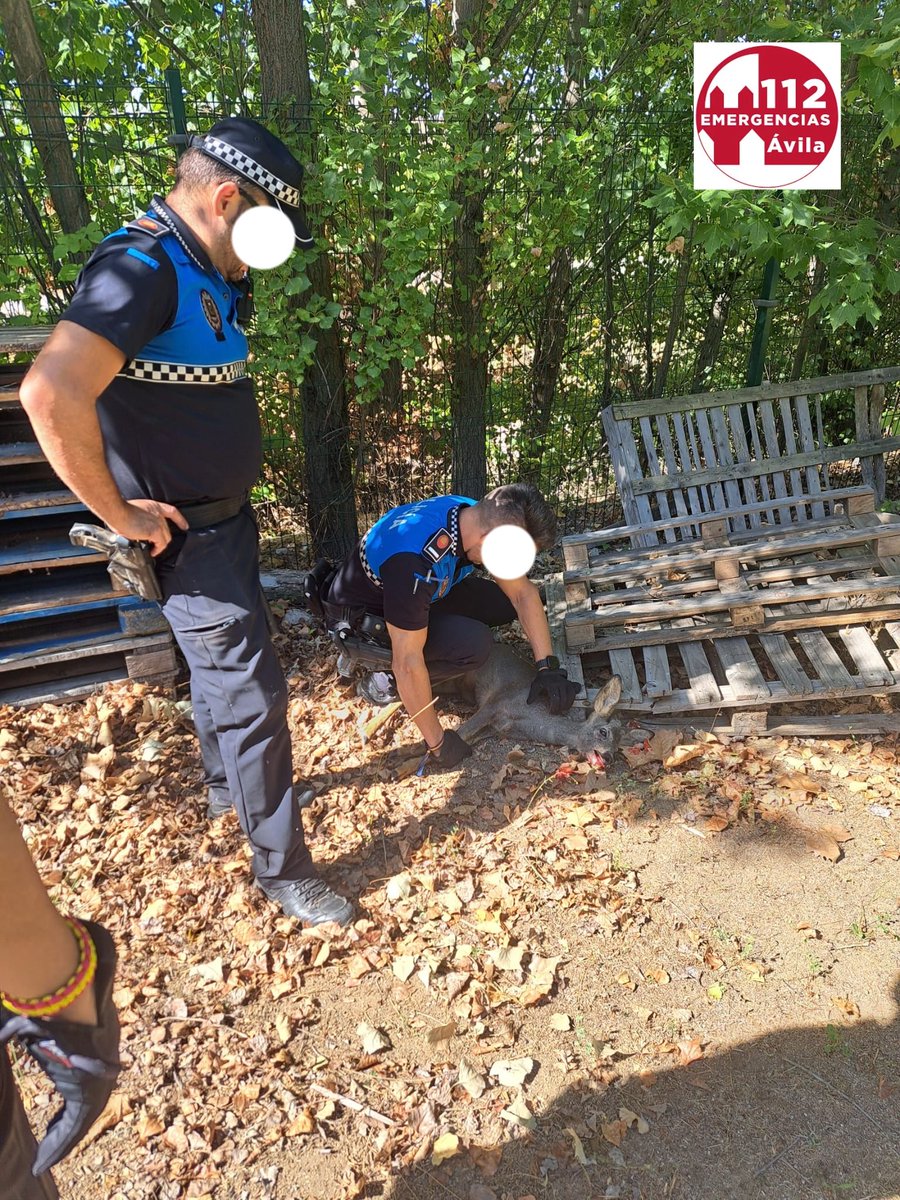 EmergenciaAvila's tweet photo. Agentes de #PolicíaLocalAv intervinieron, pasadas las 12.30h del #viernes, en las instalaciones del Cites para rescatar a 2 corzos que resultaron heridos al intentar escapar por el vallado
Eran una hembra adulta y su cría, que fueron rescatadas y puestas en libertad https://t.co/KycEk0hDMw
