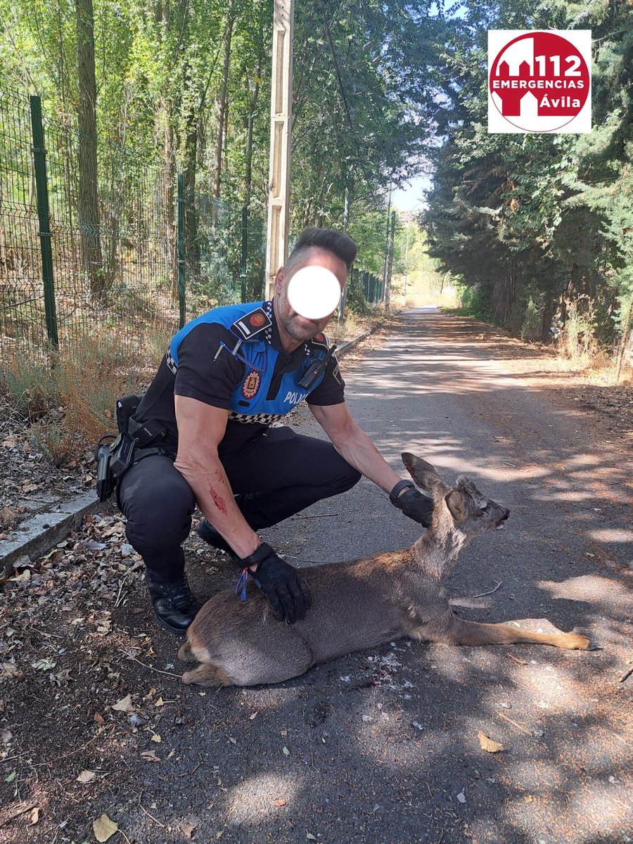 EmergenciaAvila's tweet photo. Agentes de #PolicíaLocalAv intervinieron, pasadas las 12.30h del #viernes, en las instalaciones del Cites para rescatar a 2 corzos que resultaron heridos al intentar escapar por el vallado
Eran una hembra adulta y su cría, que fueron rescatadas y puestas en libertad https://t.co/KycEk0hDMw