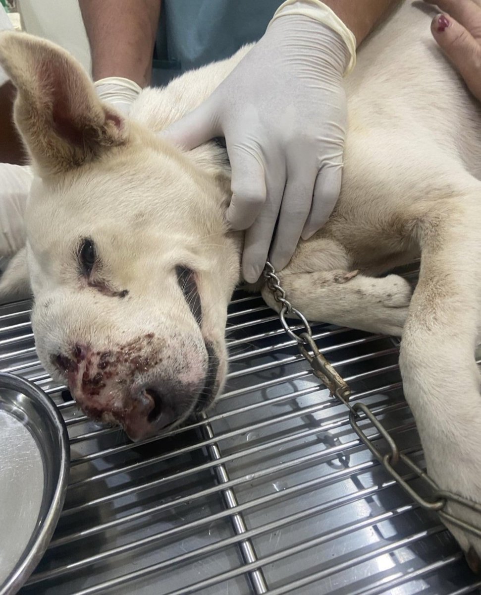 Domsszn's tweet photo. @Kripto_Jo @Kripto_Jo My dog's name is Charlie, and he is suffering from nose cancer. He is the only thing I have left , I just want to save my dog. even a single dollar is incredibly valuable to 🙏

G51sbxYW5kZBX6fRfkfELW6Crvb1RJxgBSPzjrGdAmA6 (SOL wallet) https://t.co/164bxV7IXs