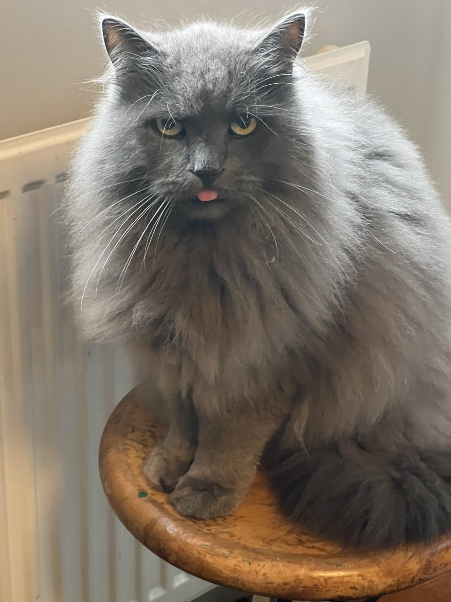 enblom_pekka's tweet photo. @LizaChami Happy #Caturday Zitoun 🐈‍⬛ https://t.co/1LsYNWzb4a