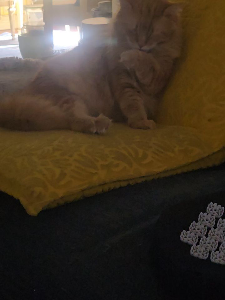 VernellCutting's tweet photo. My fur-ever baby, Garfield. Love you! (His yellow cushion) https://t.co/amQYLw1ROn