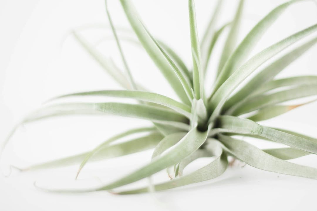 ChristyVango's tweet photo. Did you know some houseplants can improve indoor air quality? Peace lilies filter toxins like formaldehyde and benzene while adding natural beauty. A simple plant can make your home healthier—what other plants serve a dual purpose? https://t.co/pXgFwwyxpc