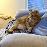 Photo by Felix Ginger Boy 🧡🧡🧡 (@FelixGingerBoy)