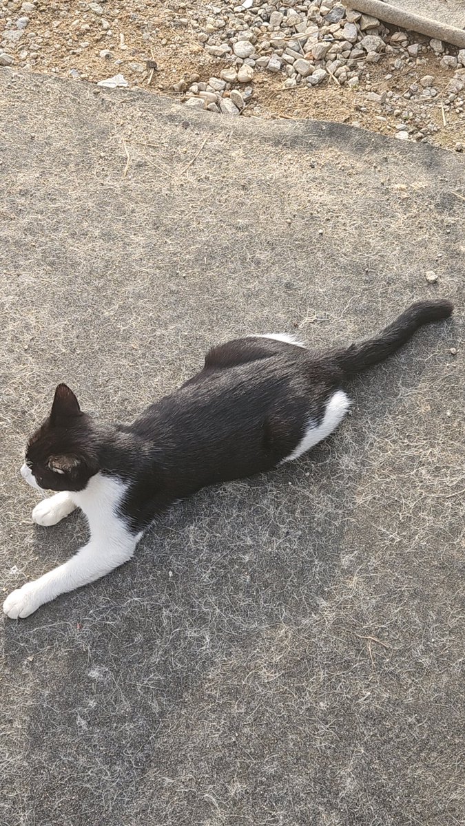 KimNingen_130's tweet photo. Meow https://t.co/vUfbzptURA