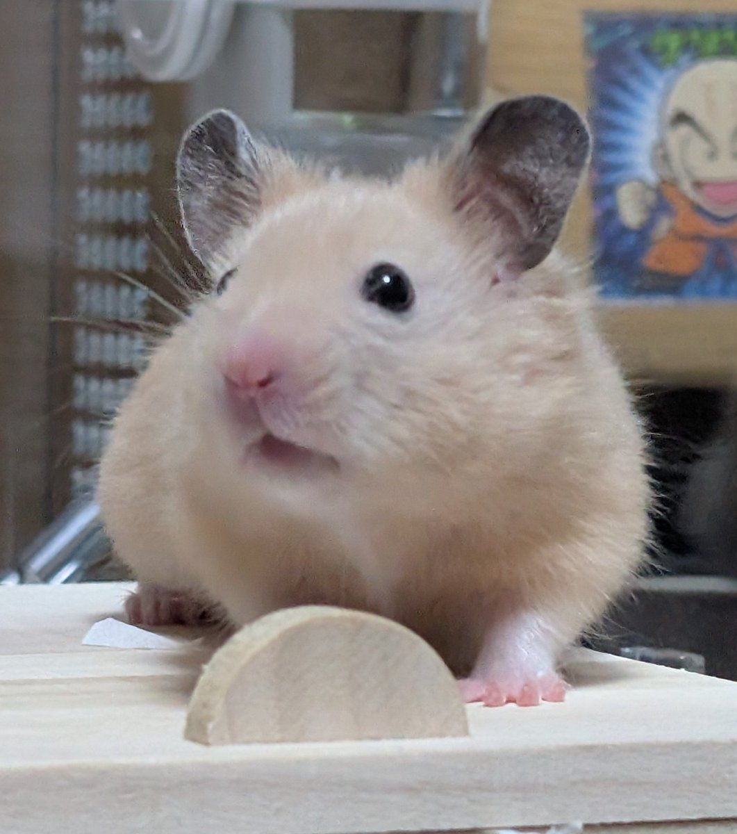 ao_ao007's tweet photo. どの瞬間も可愛くて写真厳選できない
 #キンクマハムスター
 #ハムスター https://t.co/jotetZ4afz