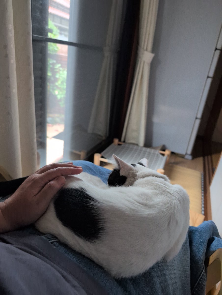 Ceylon02670869's tweet photo. 午前3時から妹と母に3回散歩に連れて行ってもらったマルちゃん。
それ以降はあいにくの雨…
寒いしお散歩行けないしで
完全に拗ねてらっしゃる…
#猫が居る暮らし
#マル
#猫
晴れた日が怖いな… https://t.co/lswN9LrQgg