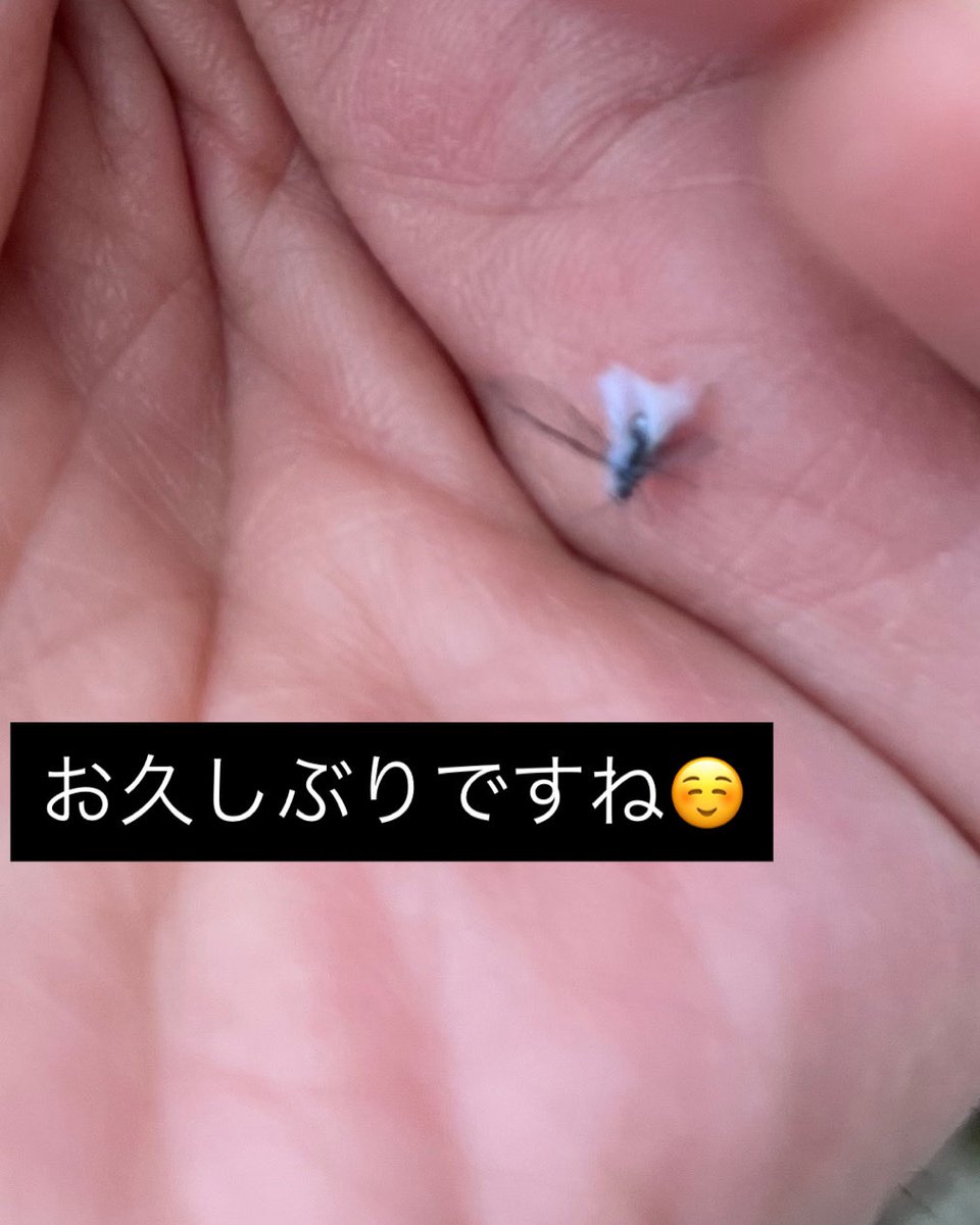 gorillanoshippo's tweet photo. やっぱりやってまいりました⛄️ https://t.co/tS1gRU7ob3